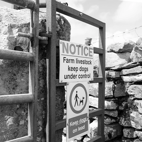 What is Livestock Worrying & What Are The Penalties?